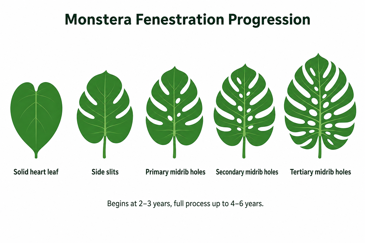 Infographic showing five stages of Monstera leaf fenestration: solid heart leaf, side slits, primary midrib holes, secondary midrib holes, and tertiary midrib holes. Caption notes fenestration begins around 2–3 years and takes up to 4–6 years to complete.