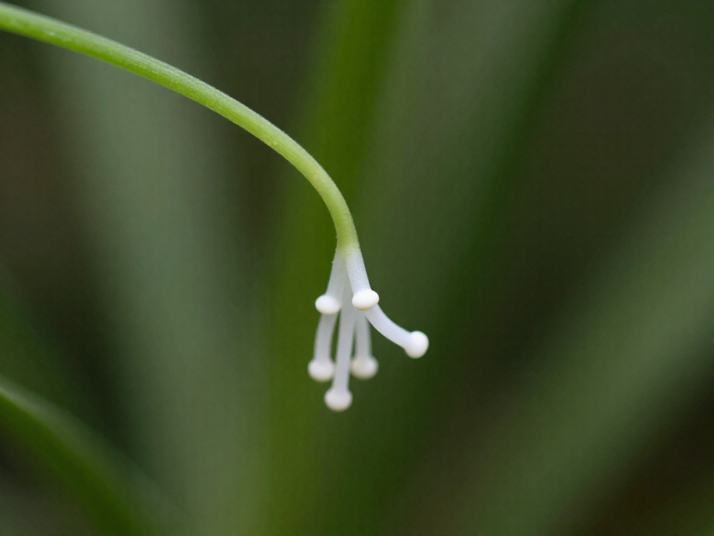 Close-up of a spider plant baby with tiny white root bumps on the stem